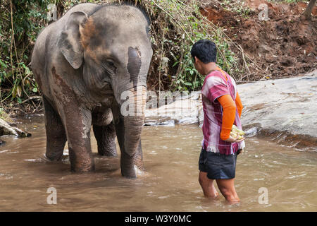 Mae Wang, Thailand - September 5, 2019: Der junge Elefant mit seinem mahout in den Fluss bei Karen Elefant finden, Mae Wang, Chiang Mai, Thailand. Stockfoto