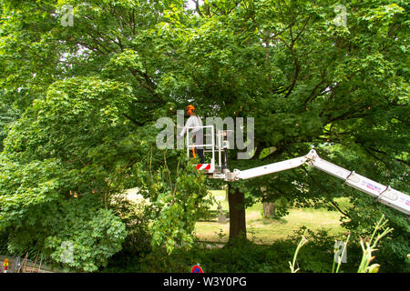 Baumpflege Service auf einem Ahorn in Wetter an der Ruhr, Deutschland. Baumpflegearbeiten ein einem Ahorn in Wetter an der Ruhr, Deutschland. Stockfoto