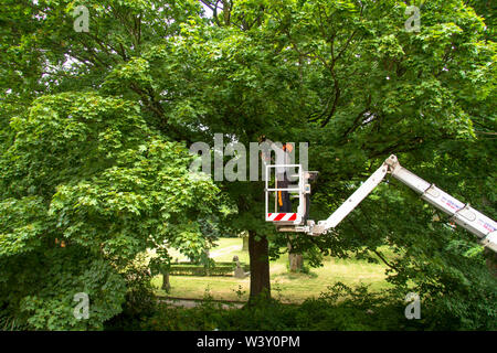 Baumpflege Service auf einem Ahorn in Wetter an der Ruhr, Deutschland. Baumpflegearbeiten ein einem Ahorn in Wetter an der Ruhr, Deutschland. Stockfoto