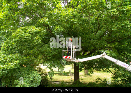 Baumpflege Service auf einem Ahorn in Wetter an der Ruhr, Deutschland. Baumpflegearbeiten ein einem Ahorn in Wetter an der Ruhr, Deutschland. Stockfoto