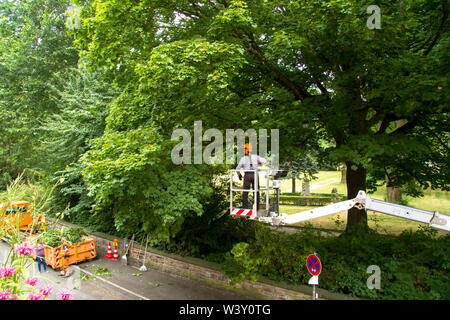 Baumpflege Service auf einem Ahorn in Wetter an der Ruhr, Deutschland. Baumpflegearbeiten ein einem Ahorn in Wetter an der Ruhr, Deutschland. Stockfoto