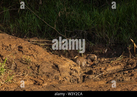 Capybara, Hydrochoerus hydrochaeris, Nagetier Art Säugetier im Schlamm am Ufer des Flusses Tambopata in Amazonien von Peru suhlen, So Stockfoto