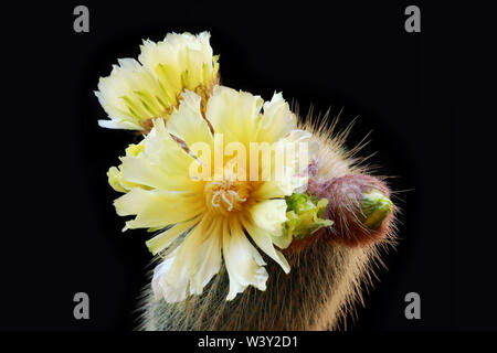 Exquisite gelb blühende Kakteen Notocactus Leninghausii, in voller Blüte. Stockfoto