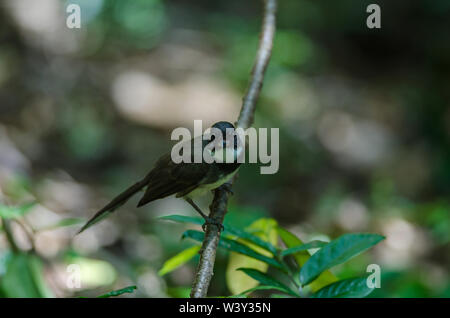 Portrait Nahaufnahme des Malaysischen Pied Fantail (Rhipidura Javanica) in der Natur Stockfoto