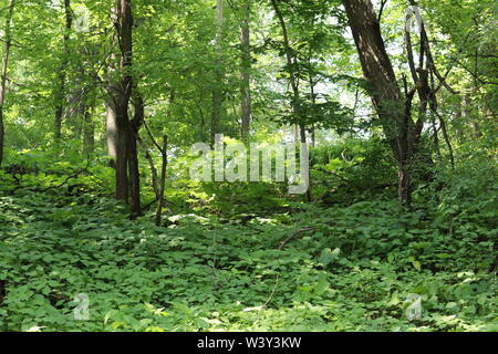 Wald im Frühling Stockfoto