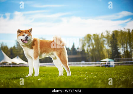 Japanischer Hund Akita Inu für einen Spaziergang Stockfoto