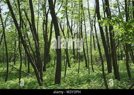 Frühling im Wald Stockfoto