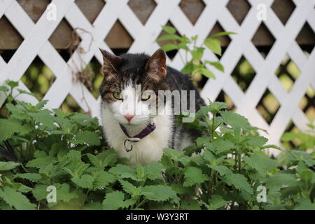 Grau tabby entspannend Stockfoto