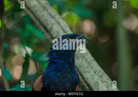 In der Nähe von Greater coucal (Centropus sinensis) in der Natur, Thailand Stockfoto