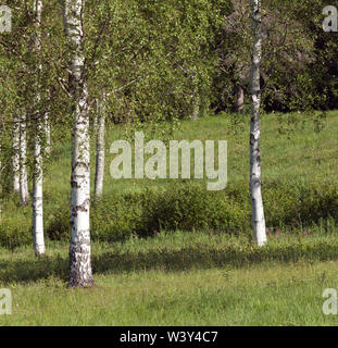 Grove von Birken auf einem Hügel. Wiesen, Blumen auf dem Boden. Stockfoto