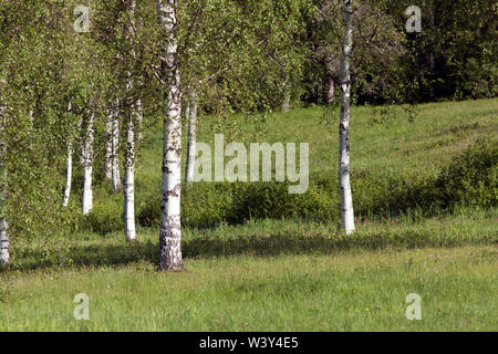 Grove von Birken auf einem Hügel. Wiesen, Blumen auf dem Boden. Stockfoto