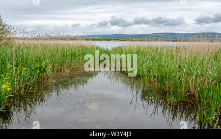 Schilf an der Grenze Kenfig Pool Kenfig Pool und Dunes National Nature Reserve an der Küste von South Wales UK Stockfoto