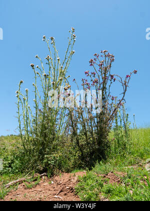 Zwei Meter hohen Pflanzen von Marsh thistle Cirsium palustre Kolonisierung gestört Kalkstein Boden eines Kaninchens Warren auf die Mendip Hills Somerset UK Stockfoto