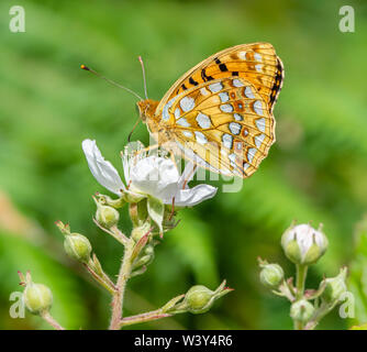 Hohe braun fritillary Ceriagrion adippe am Dornbusch in Heddon Tal an der Küste von North Devon UK zeigen charakteristische Rotbraun beringt Flecken auf hindwing Stockfoto