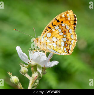 Hohe braun fritillary Ceriagrion adippe am Dornbusch in Heddon Tal an der Küste von North Devon UK zeigen charakteristische Rotbraun beringt Flecken auf hindwing Stockfoto