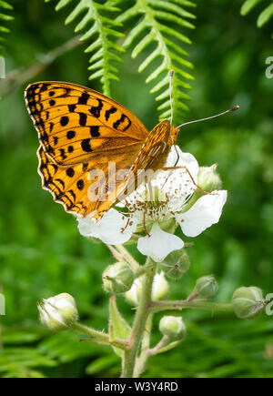 Hohe braun fritillary Ceriagrion adippe weiblichen Fütterung am Dornbusch in Heddon Tal an der Küste von North Devon UK Stockfoto