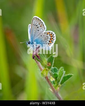 Männliche Silber verzierte blau Plebejus argus Unterseite auf der Isle of Portland in Dorset UK Stockfoto