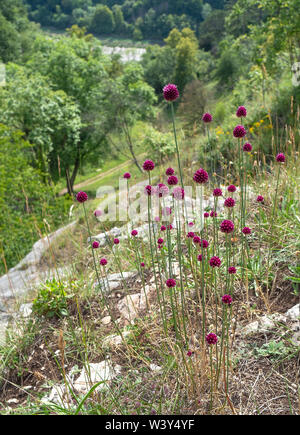 Runde Spitze Lauch oder Bristol Zwiebel Allium sphaerocephalum wachsen auf Kalkfelsen über dem Avon Gorge Bristol seine Seite nur auf britischen Festland Stockfoto