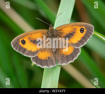 Gatekeeper Pyronia tythonus Schmetterling männlich in Ruhe - Gloucestershire, Großbritannien Stockfoto