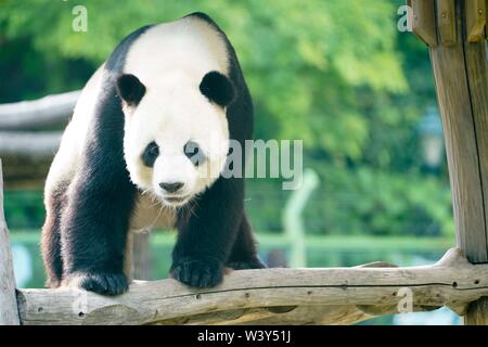 Shangzhi. 18 Juli, 2019. Panda Panda Youyou spielt am Haus im Skigebiet Yabuli im Nordosten der chinesischen Provinz Heilongjiang, 18. Juli 2019. Riesenpandas Sijia und Youyou kam aus der Provinz Sichuan zu Yabuli im Juli 2016, und jetzt sind Sie gut an das lokale Klima angepasst haben. Credit: Wang Song/Xinhua/Alamy leben Nachrichten Stockfoto