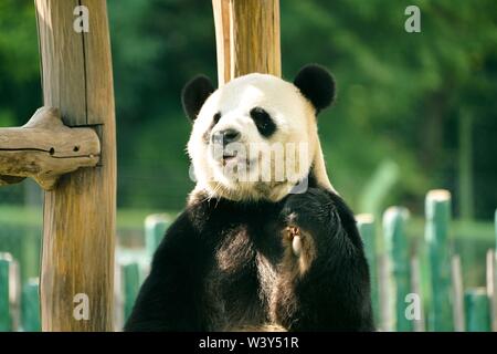 Shangzhi. 18 Juli, 2019. Panda Panda Youyou spielt am Haus im Skigebiet Yabuli im Nordosten der chinesischen Provinz Heilongjiang, 18. Juli 2019. Riesenpandas Sijia und Youyou kam aus der Provinz Sichuan zu Yabuli im Juli 2016, und jetzt sind Sie gut an das lokale Klima angepasst haben. Credit: Wang Song/Xinhua/Alamy leben Nachrichten Stockfoto