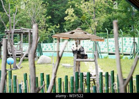 Shangzhi. 18 Juli, 2019. Panda Panda Youyou spielt am Haus im Skigebiet Yabuli im Nordosten der chinesischen Provinz Heilongjiang, 18. Juli 2019. Riesenpandas Sijia und Youyou kam aus der Provinz Sichuan zu Yabuli im Juli 2016, und jetzt sind Sie gut an das lokale Klima angepasst haben. Credit: Wang Song/Xinhua/Alamy leben Nachrichten Stockfoto