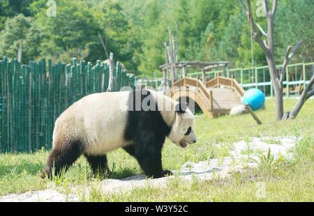 Shangzhi. 18 Juli, 2019. Panda Panda Youyou spielt am Haus im Skigebiet Yabuli im Nordosten der chinesischen Provinz Heilongjiang, 18. Juli 2019. Riesenpandas Sijia und Youyou kam aus der Provinz Sichuan zu Yabuli im Juli 2016, und jetzt sind Sie gut an das lokale Klima angepasst haben. Credit: Wang Song/Xinhua/Alamy leben Nachrichten Stockfoto