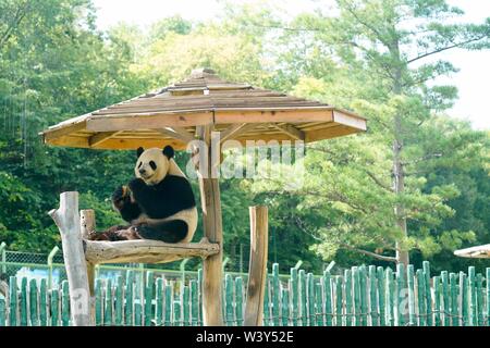 Shangzhi. 18 Juli, 2019. Panda Youyou isst bei Giant Panda Haus im Skigebiet Yabuli im Nordosten der chinesischen Provinz Heilongjiang, 18. Juli 2019. Riesenpandas Sijia und Youyou kam aus der Provinz Sichuan zu Yabuli im Juli 2016, und jetzt sind Sie gut an das lokale Klima angepasst haben. Credit: Wang Song/Xinhua/Alamy leben Nachrichten Stockfoto