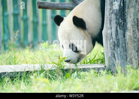 Shangzhi. 18 Juli, 2019. Panda Panda Youyou spielt am Haus im Skigebiet Yabuli im Nordosten der chinesischen Provinz Heilongjiang, 18. Juli 2019. Riesenpandas Sijia und Youyou kam aus der Provinz Sichuan zu Yabuli im Juli 2016, und jetzt sind Sie gut an das lokale Klima angepasst haben. Credit: Wang Song/Xinhua/Alamy leben Nachrichten Stockfoto