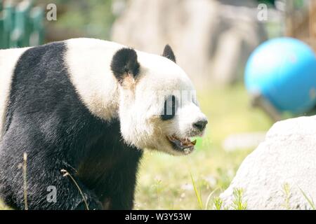 Shangzhi. 18 Juli, 2019. Panda Panda Youyou spielt am Haus im Skigebiet Yabuli im Nordosten der chinesischen Provinz Heilongjiang, 18. Juli 2019. Riesenpandas Sijia und Youyou kam aus der Provinz Sichuan zu Yabuli im Juli 2016, und jetzt sind Sie gut an das lokale Klima angepasst haben. Credit: Wang Song/Xinhua/Alamy leben Nachrichten Stockfoto