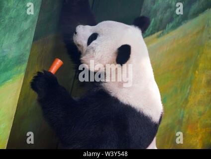 Shangzhi. 18 Juli, 2019. Panda Sijia isst bei Giant Panda Haus im Skigebiet Yabuli im Nordosten der chinesischen Provinz Heilongjiang, 18. Juli 2019. Riesenpandas Sijia und Youyou kam aus der Provinz Sichuan zu Yabuli im Juli 2016, und jetzt sind Sie gut an das lokale Klima angepasst haben. Credit: Wang Song/Xinhua/Alamy leben Nachrichten Stockfoto