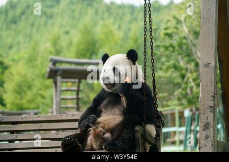 Shangzhi. 18 Juli, 2019. Panda Youyou isst bei Giant Panda Haus im Skigebiet Yabuli im Nordosten der chinesischen Provinz Heilongjiang, 18. Juli 2019. Riesenpandas Sijia und Youyou kam aus der Provinz Sichuan zu Yabuli im Juli 2016, und jetzt sind Sie gut an das lokale Klima angepasst haben. Credit: Wang Song/Xinhua/Alamy leben Nachrichten Stockfoto