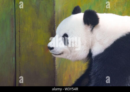 Shangzhi. 18 Juli, 2019. Panda Panda Sijia spielt am Haus im Skigebiet Yabuli im Nordosten der chinesischen Provinz Heilongjiang, 18. Juli 2019. Riesenpandas Sijia und Youyou kam aus der Provinz Sichuan zu Yabuli im Juli 2016, und jetzt sind Sie gut an das lokale Klima angepasst haben. Credit: Wang Song/Xinhua/Alamy leben Nachrichten Stockfoto