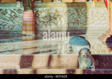 Kleinen niedlichen Hunde warten die Gäste vor dem Hotel in den Morgen begrüßen zu dürfen. Stockfoto