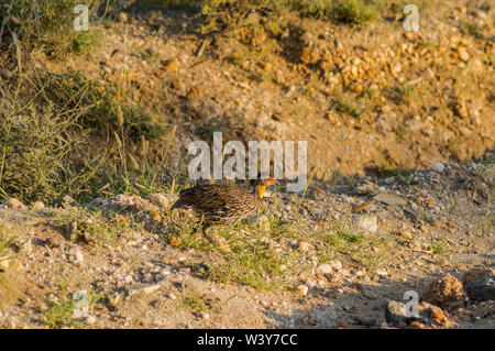 Gelb-necked spurfowl Francolin Pternistis leucoscepus auf das trockene Gras der Braun - Masse Samburu National Reserve Kenia Ostafrika Seite Profil Stockfoto