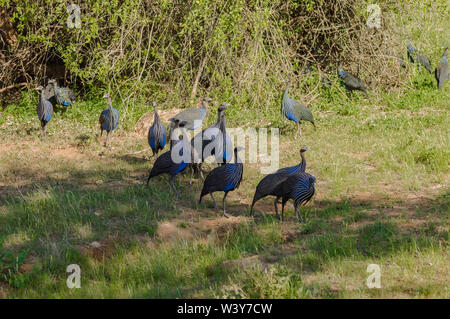Behelmte Geflügel, Numida meleagris, große graue Vogel im Gras. Wildlife Szene, in der Natur der Samburu Park. Kenia Vogel, Perlhühner, afrikanischen Wald. Stockfoto