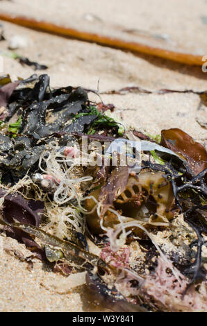 Angeln Kunststoff in Algen am Strand Stockfoto