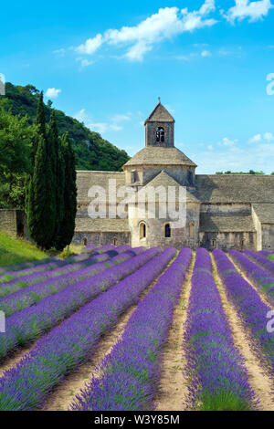 Lavendelfelder in voller Blüte Anfang Juli in der Abbaye de Senanque Abtei, Vaucluse, Provence-Alpes-Cote d'Azur, Frankreich Stockfoto