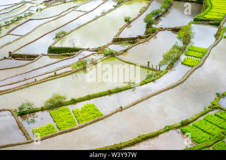 Ansicht der überschwemmten Reis Terrassen im frühen Frühling Pflanzzeit, Batad, Banaue, Mountain Province, Cordillera Administrative Region, Philippinen Stockfoto