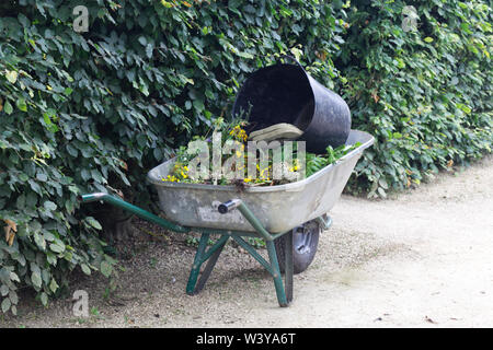 Schubkarre voller toter vorangegangen Blumen und Unkraut. Stockfoto