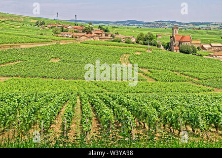 Weinberge am Fuissé in der Region Burgund in Frankreich. Stockfoto