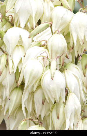 Nahaufnahme der Yucca filamentosa Blumen Stockfoto