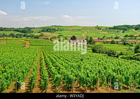 Weinberge am Fuissé in der Region Burgund in Frankreich. Stockfoto