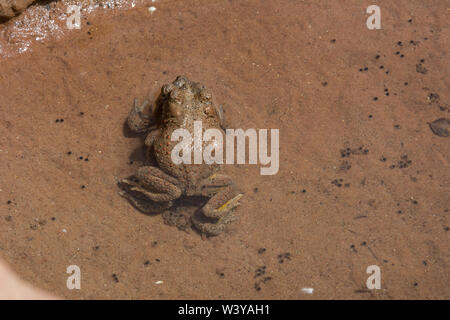 Nach rot-gepunktete Kröten (Anaxyrus punctatus) in amplexus von Mesa County, Colorado, USA. Stockfoto