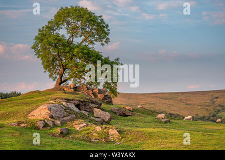 Ein einsamer Baum bei Sonnenuntergang in der Nähe von ramshaw Felsen auf der Kakerlaken im Peak District National Park, Staffordshire, Großbritannien Stockfoto