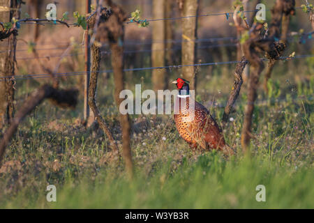 Gemeinsame Fasan Fasan (Phasianus colchicus) Männchen Stockfoto