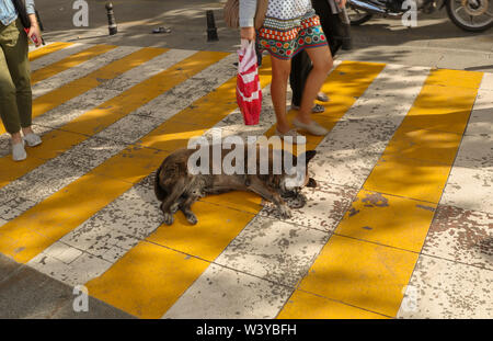 Die streunenden Hunde in der zebrastreifen, Istanbul, Türkei Stockfoto