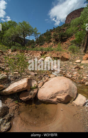 Eier der rot-gepunktete Kröte (Anaxyrus punctatus) aus Mesa County, Colorado, USA. Stockfoto