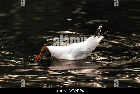 Lachmöwe Getränke Wasser aus dem River Wansbeck. Zucht von Erwachsenen. Morpeth. Wansbeck Fluss, Northumberland. Großbritannien Stockfoto