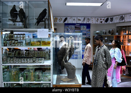 (190718) - TANGAIL, Juli 18, 2019 (Xinhua) - Besucher Blick auf die Sammlungen von einem taxidermy Museum in Bangladesch zentrale tangail Bezirk am 17. Juli 2019. Taxidermic Stücke des Museums sind von besonderer Anziehungspunkt für Naturliebhaber vielfältige Gruppe von Tieren, die in Bangladesch zu studieren. (Str/Xinhua) Stockfoto